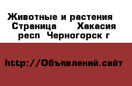  Животные и растения - Страница 35 . Хакасия респ.,Черногорск г.